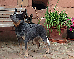 Dolce Blu Alba Chiara