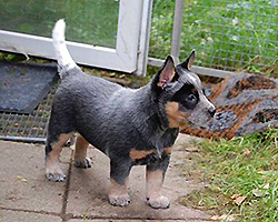 Dolce Blu Alba Chiara